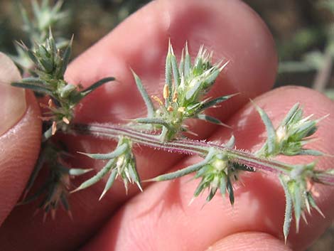 Prickly Russian Thistle (Salsola tragus)