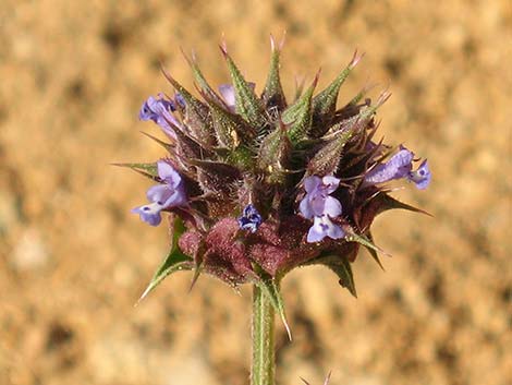 Chia (Salvia columbariae)