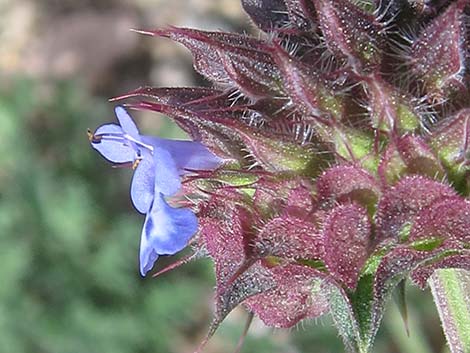 Chia (Salvia columbariae)