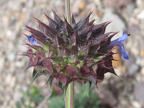 Chia (Salvia columbariae)