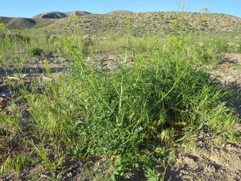 Tall Tumblemustard (Sisymbrium altissimum)