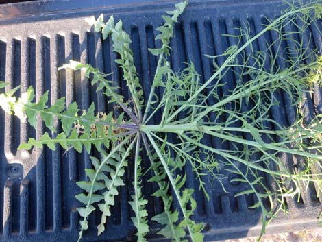 Tall Tumblemustard (Sisymbrium altissimum)