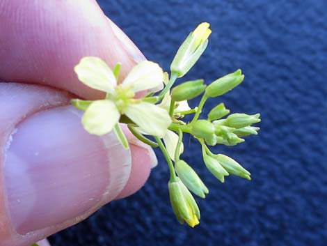 Tall Tumblemustard (Sisymbrium altissimum)