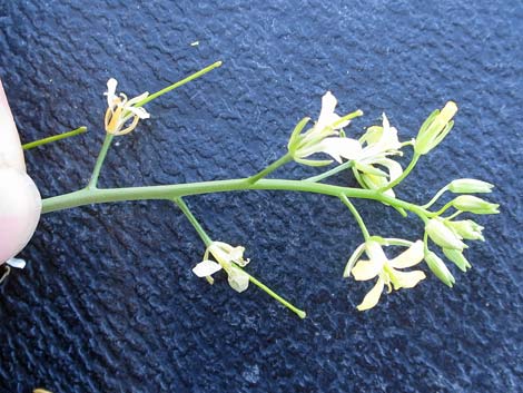 Tall Tumblemustard (Sisymbrium altissimum)