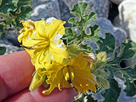 Buffalobur Nightshade (Solanum rostratum)