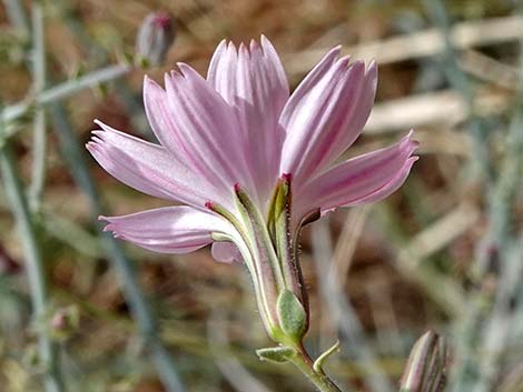 Small Wirelettuce (Stephanomeria exigua)