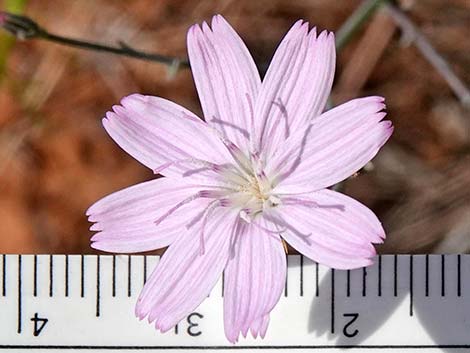 Small Wirelettuce (Stephanomeria exigua)