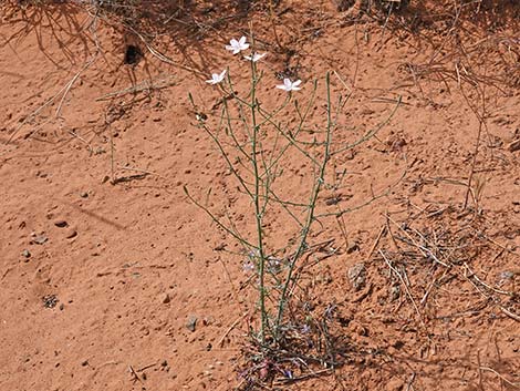 Small Wirelettuce (Stephanomeria exigua)