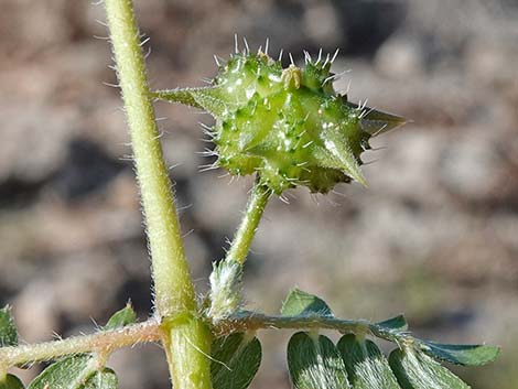 Puncturevine (Tribulus terrestris)