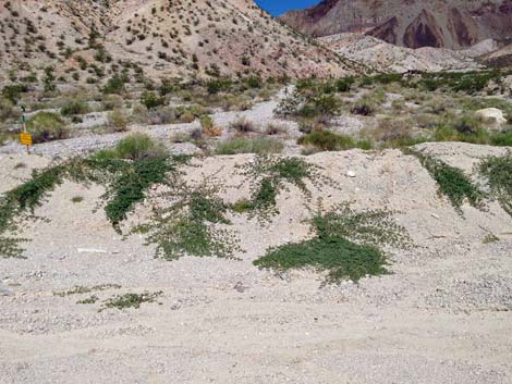 Puncturevine (Tribulus terrestris)