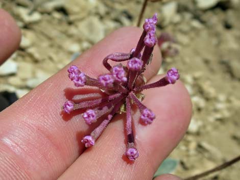 Coville's Dwarf Sand Verbena (Abronia nana var. covillei)