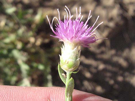 Russian Knapweed (Acroptilon repens)