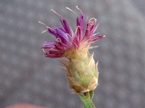 Russian Knapweed (Acroptilon repens)