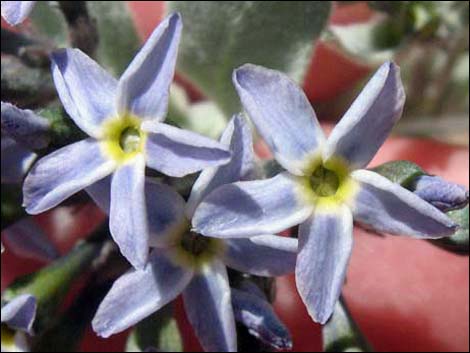 Woolly Bluestar (Amsonia tomentosa)