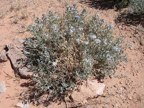 Woolly Bluestar (Amsonia tomentosa)