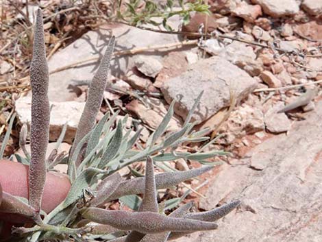 Woolly Bluestar (Amsonia tomentosa)