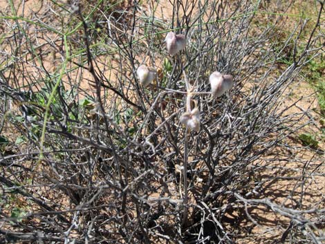 Pink Funnel Lily (Androstephium breviflorum)