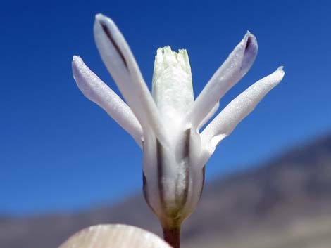 Pink Funnel Lily (Androstephium breviflorum)