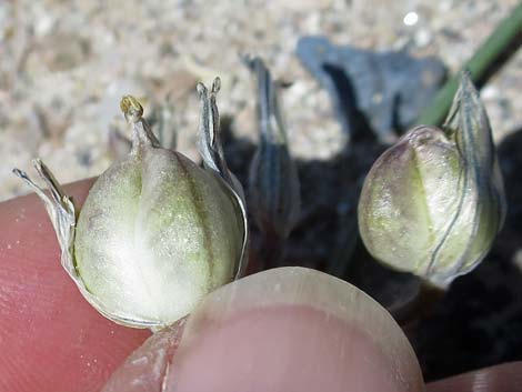 Pink Funnel Lily (Androstephium breviflorum)