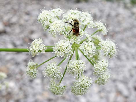 King's Angelica (Angelica kingii)