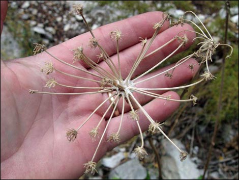 Charleston Mountain Angelica (Angelica scabrida)