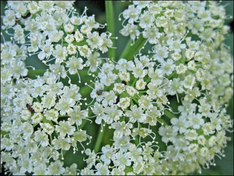 Charleston Mountain Angelica (Angelica scabrida)