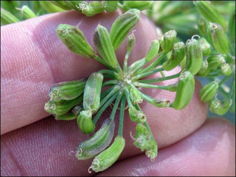 Charleston Mountain Angelica (Angelica scabrida)