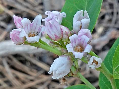 Spreading Dogbane (Apocynum androsaemifolium)