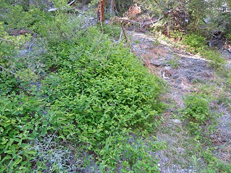 Spreading Dogbane (Apocynum androsaemifolium)