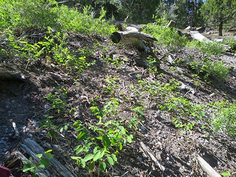 Spreading Dogbane (Apocynum androsaemifolium)