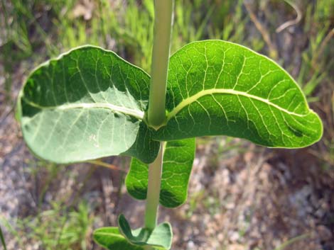 Indian Hemp (Apocynum cannabinum)