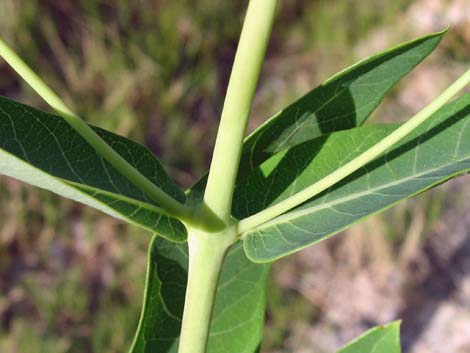 Indian Hemp (Apocynum cannabinum)