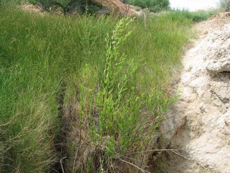 Indian Hemp (Apocynum cannabinum)