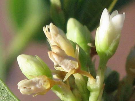 Indian Hemp (Apocynum cannabinum)