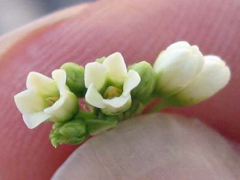 Indian Hemp (Apocynum cannabinum)