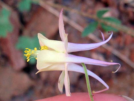 Mancos Columbine (Aquilegia micrantha)