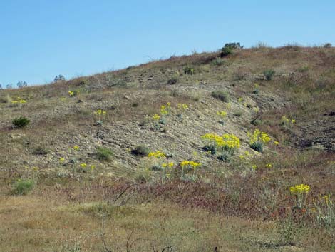 California Bearpoppy (Arctomecon californica)