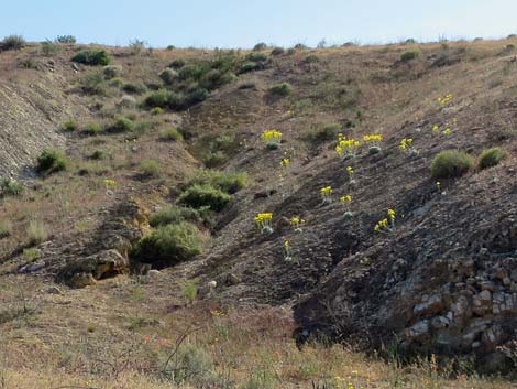 California Bearpoppy (Arctomecon californica)