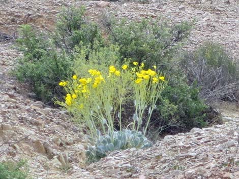 California Bearpoppy (Arctomecon californica)