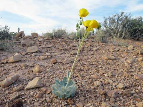 California Bearpoppy (Arctomecon californica)