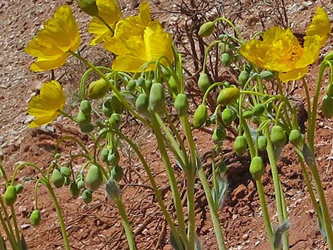 California Bearpoppy (Arctomecon californica)