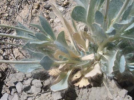 Desert Bearpoppy (Arctomecon merriamii)