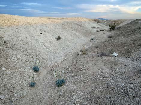 Tule Springs