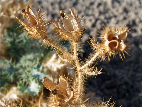 Mojave Pricklypoppy (Argemone corymbosa)