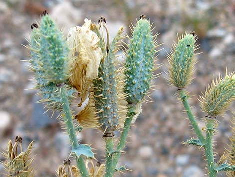 Flatbud Pricklypoppy (Argemone munita)