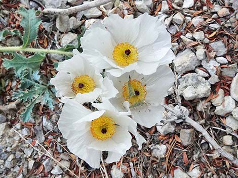 Flatbud Pricklypoppy (Argemone munita)