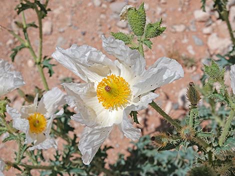 Flatbud Pricklypoppy (Argemone munita)