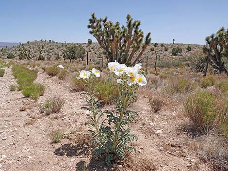 Flatbud Pricklypoppy (Argemone munita)