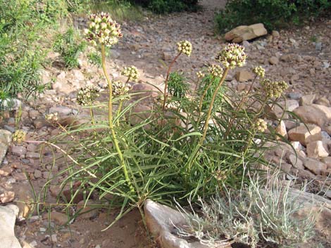 Spider Milkweed (Asclepias asperula)