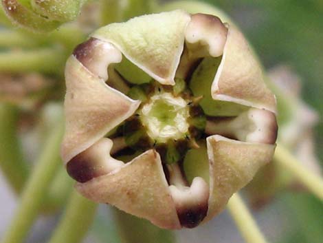 Spider Milkweed (Asclepias asperula)